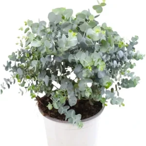 Silver Dollar Eucalyptus Live Plant, 6-10