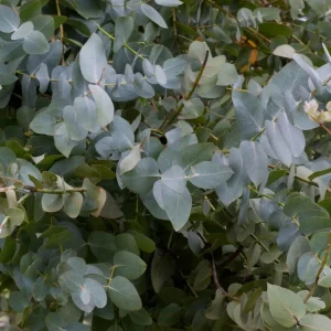 Silver Dollar Eucalyptus Live Plant, Fragrant, 4-6