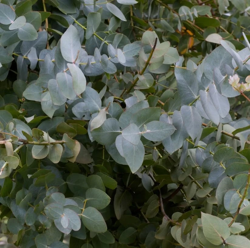 Silver Dollar Eucalyptus Live Plant, Fragrant, 4-6" Tall, 4" Pot - Image 2