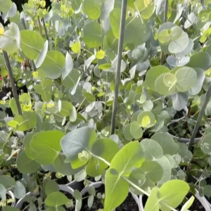 Silver Dollar Eucalyptus Live Plant, Fragrant, 4-6