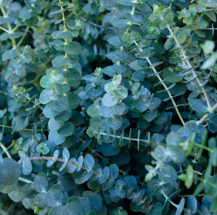 Silver Dollar Eucalyptus Live Plant, Fragrant, 4-6" Tall, 4" Pot - Image 5