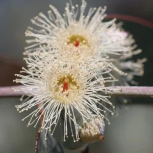 Silver Dollar Eucalyptus Live Plant, Fragrant, 4-6