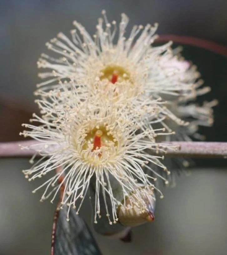 Silver Dollar Eucalyptus Live Plant, Fragrant, 4-6" Tall, 4" Pot - Image 6
