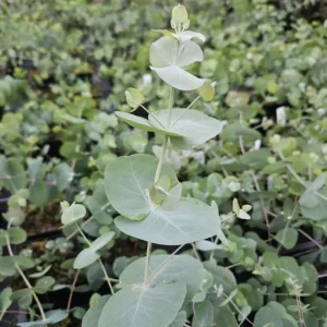 Silver Dollar Eucalyptus Live Plant, Fragrant, 4-6