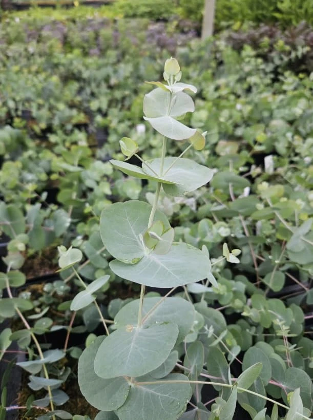 Silver Dollar Eucalyptus Live Plant, Fragrant, 4-6" Tall, 4" Pot - Image 7