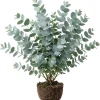 Silver Dollar Eucalyptus Live Plant, Fragrant, 4-6" Tall, 4" Pot - Image 1