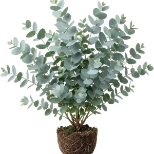 Silver Dollar Eucalyptus Live Plant, Fragrant, 4-6