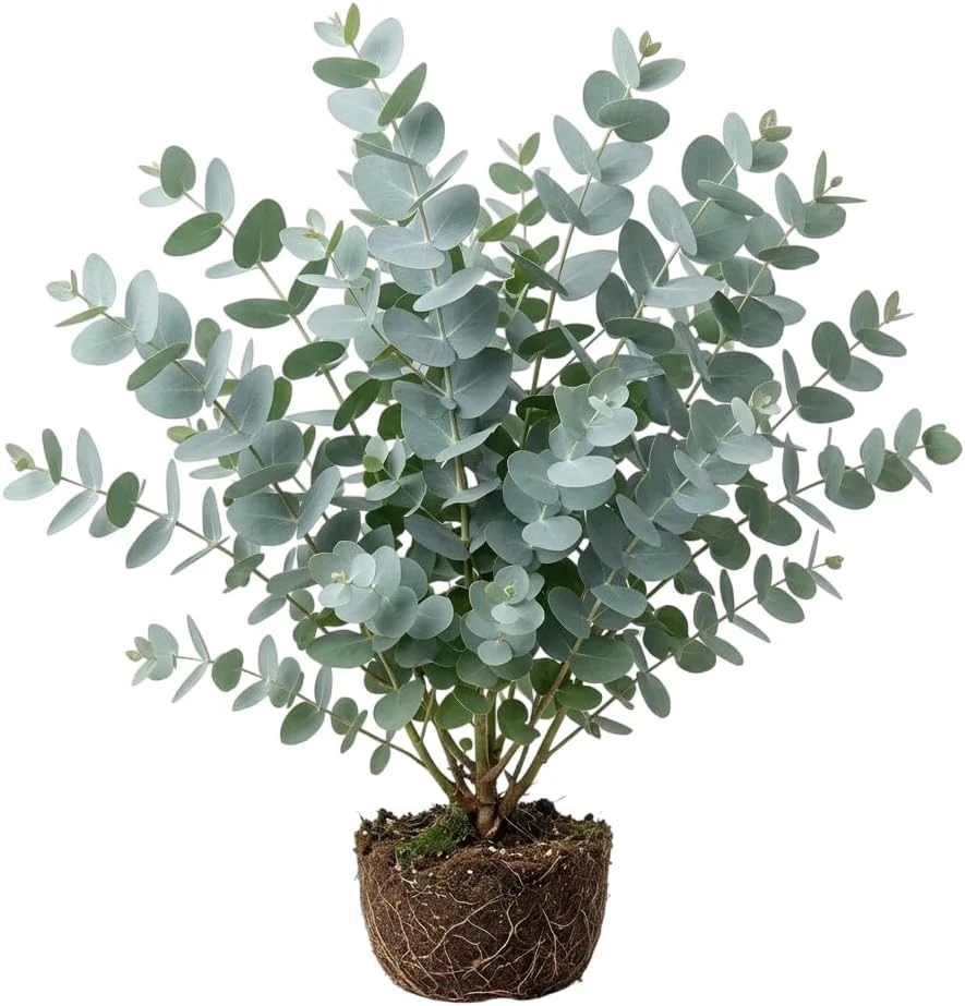 Silver Dollar Eucalyptus Live Plant, Fragrant, 4-6" Tall, 4" Pot - Image 1