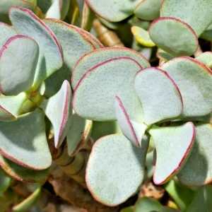 Silver Dollar Jade Succulent Cuttings - Crassula Arborescens - 3 Live 2-4
