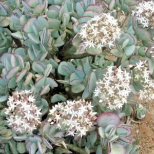Silver Dollar Jade Succulent Cuttings - Crassula Arborescens - 3 Live 2-4