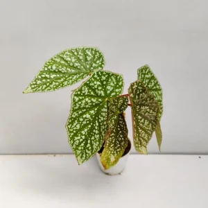 Silver Leaf Begonia Live Plant - Snow Capped Rex Begonia 4