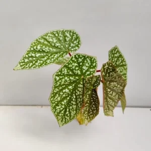 Silver Leaf Begonia Live Plant - Snow Capped Rex Begonia 4