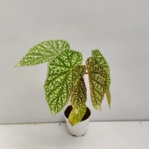 Silver Leaf Begonia Live Plant - Snow Capped Rex Begonia 4