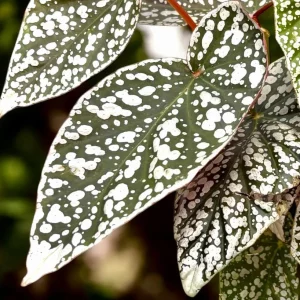 Silver Leaf Begonia Live Plant - Snow Capped Rex Begonia 4