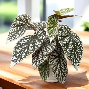 Silver Leaf Begonia Live Plant - Snow Capped Rex Begonia 4