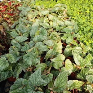 Silver Leaf Begonia Live Plant - Snow Capped Rex Begonia 4