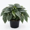 Silver Leaf Begonia Live Plant - Snow Capped Rex Begonia 4" Pot, Indoor Ornamental Houseplant - Image 1
