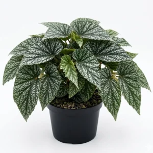 Silver Leaf Begonia Live Plant - Snow Capped Rex Begonia 4