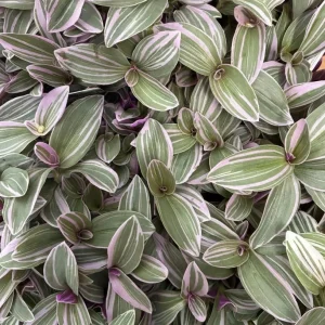 Silver Pink Wandering Jew Live Plant - Tradescantia Mini Variegated - 2