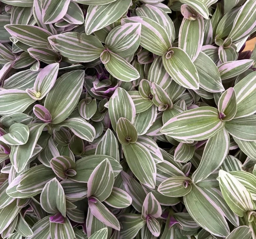 Silver Pink Wandering Jew Live Plant - Tradescantia Mini Variegated - 2" Pot - Indoor/Outdoor - Image 2