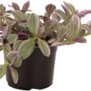 Silver Pink Wandering Jew Live Plant - Tradescantia Mini Variegated - 2