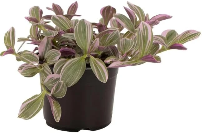 Silver Pink Wandering Jew Live Plant - Tradescantia Mini Variegated - 2" Pot - Indoor/Outdoor - Image 3