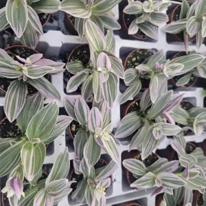 Silver Pink Wandering Jew Live Plant - Tradescantia Mini Variegated - 2