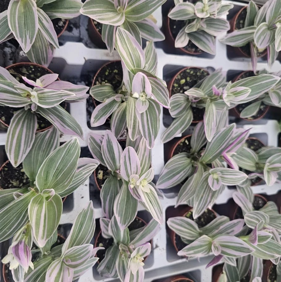Silver Pink Wandering Jew Live Plant - Tradescantia Mini Variegated - 2" Pot - Indoor/Outdoor - Image 4