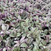 Silver Pink Wandering Jew Live Plant - Tradescantia Mini Variegated - 2" Pot - Indoor/Outdoor - Image 1