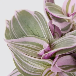 Silver Pink Wandering Jew Live Plant - Tradescantia Mini Variegated - 2