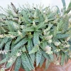 Silver Squill Ledebouria socialis Live Plant Variegated 1 Bulb Indoor Outdoor - Image 1
