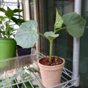 Slicemaster Cucumber Live Plant – 2 Plants in 4 inch Pots – Outdoor Vegetable - Image 8