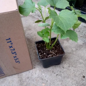 Slicemaster Cucumber Live Plant – 2 Plants in 4 inch Pots – Outdoor Vegetable - Image 1