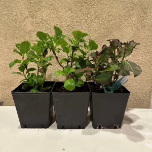 Smooth Hydrangea Live Plant – 1 Gallon Pot – Rooted Shrub for Outdoor Gardens - Image 10