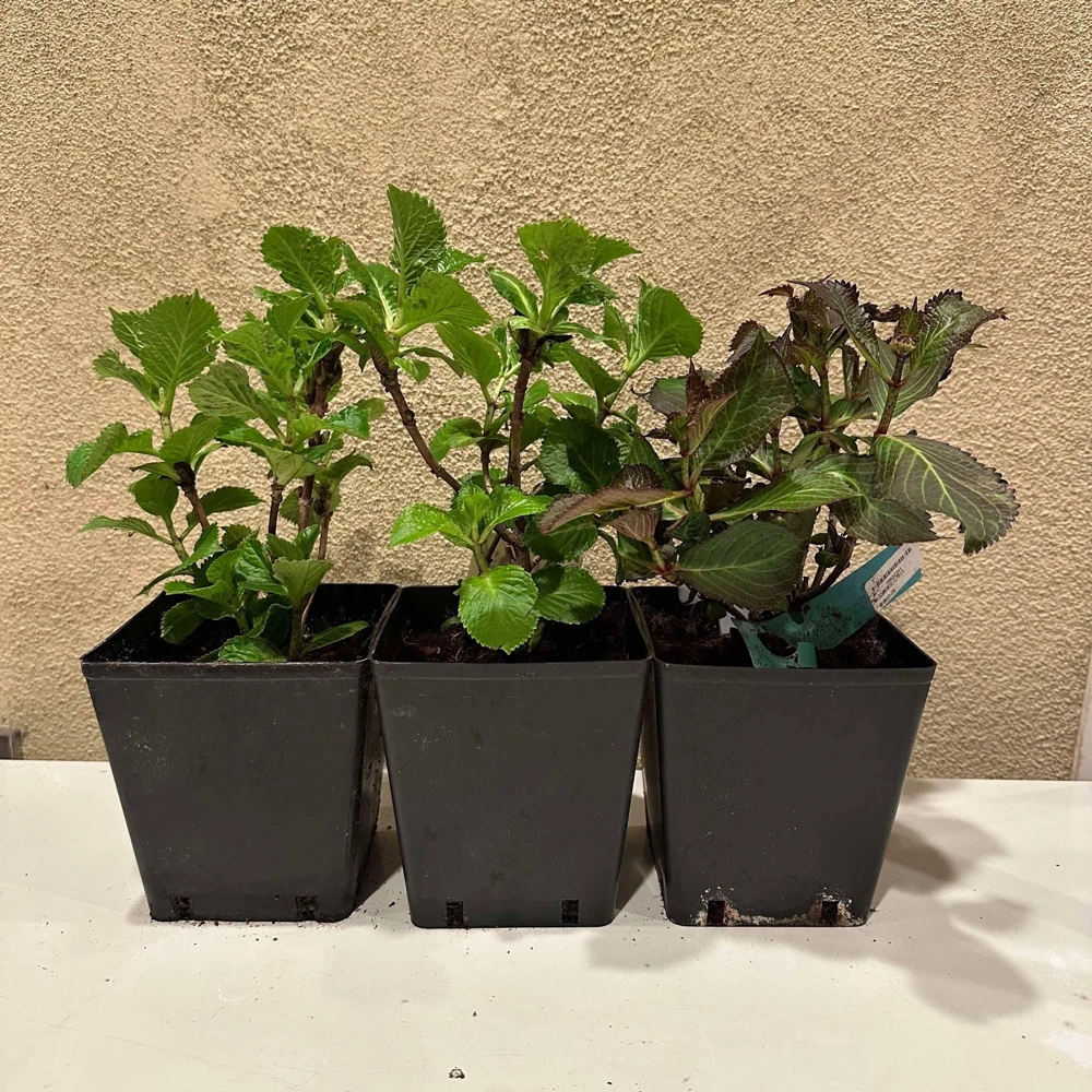 Smooth Hydrangea Live Plant – 1 Gallon Pot – Rooted Shrub for Outdoor Gardens - Image 10