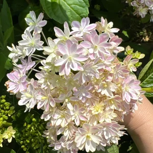 Smooth Hydrangea Live Plant – 1 Gallon Pot – Rooted Shrub for Outdoor Gardens - Image 2