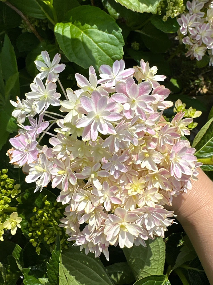 Smooth Hydrangea Live Plant – 1 Gallon Pot – Rooted Shrub for Outdoor Gardens - Image 2