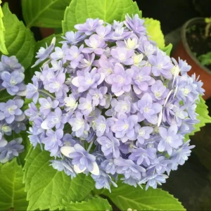 Smooth Hydrangea Live Plant – 1 Gallon Pot – Rooted Shrub for Outdoor Gardens - Image 3