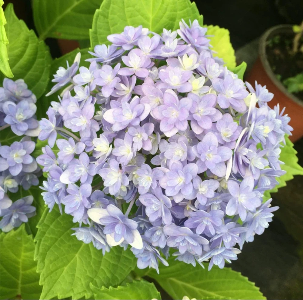Smooth Hydrangea Live Plant – 1 Gallon Pot – Rooted Shrub for Outdoor Gardens - Image 3