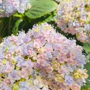 Smooth Hydrangea Live Plant – 1 Gallon Pot – Rooted Shrub for Outdoor Gardens - Image 4