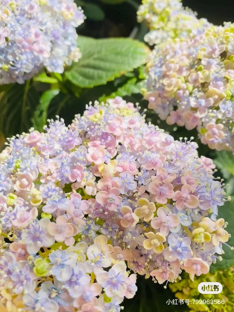 Smooth Hydrangea Live Plant – 1 Gallon Pot – Rooted Shrub for Outdoor Gardens - Image 4