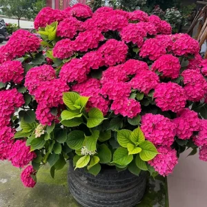 Smooth Hydrangea Live Plant – 1 Gallon Pot – Rooted Shrub for Outdoor Gardens - Image 5