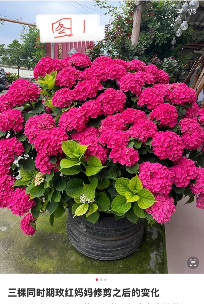 Smooth Hydrangea Live Plant – 1 Gallon Pot – Rooted Shrub for Outdoor Gardens - Image 5