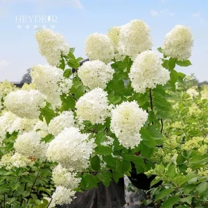 Smooth Hydrangea Live Plant – 1 Gallon Pot – Rooted Shrub for Outdoor Gardens - Image 6