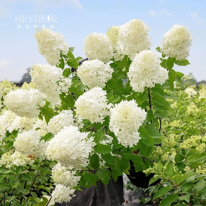 Smooth Hydrangea Live Plant – 1 Gallon Pot – Rooted Shrub for Outdoor Gardens - Image 6
