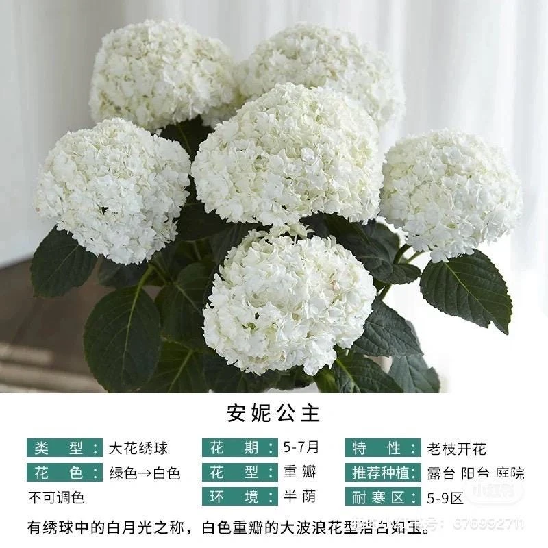 Smooth Hydrangea Live Plant – 1 Gallon Pot – Rooted Shrub for Outdoor Gardens - Image 7
