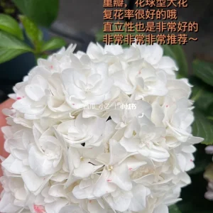 Smooth Hydrangea Live Plant – 1 Gallon Pot – Rooted Shrub for Outdoor Gardens - Image 8