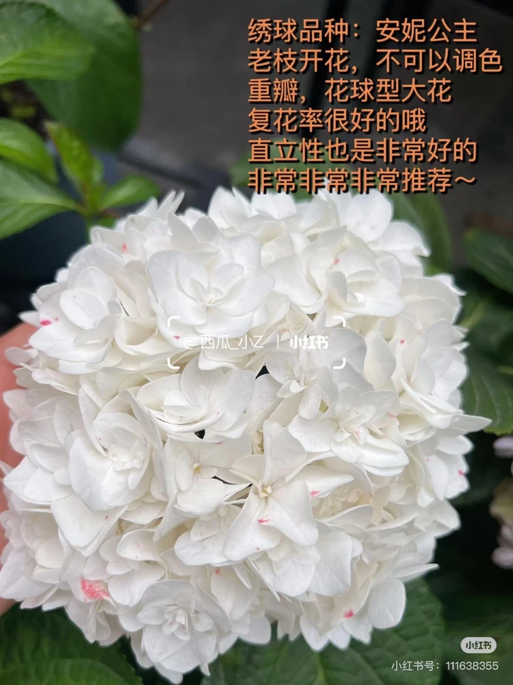 Smooth Hydrangea Live Plant – 1 Gallon Pot – Rooted Shrub for Outdoor Gardens - Image 8