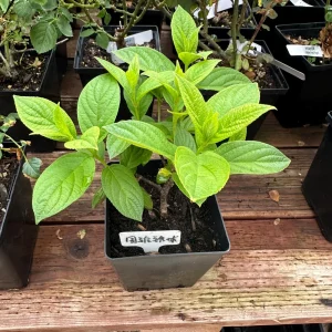 Smooth Hydrangea Live Plant – 1 Gallon Pot – Rooted Shrub for Outdoor Gardens - Image 9