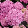 Smooth Hydrangea Live Plant – 1 Gallon Pot – Rooted Shrub for Outdoor Gardens - Image 1